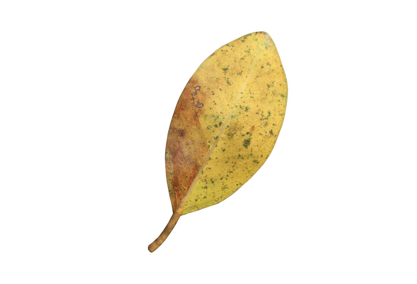 Isolated ficus benjamina leaf with clipping paths. photo