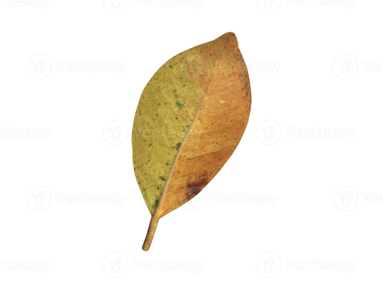 Isolated ficus benjamina leaf with clipping paths. photo