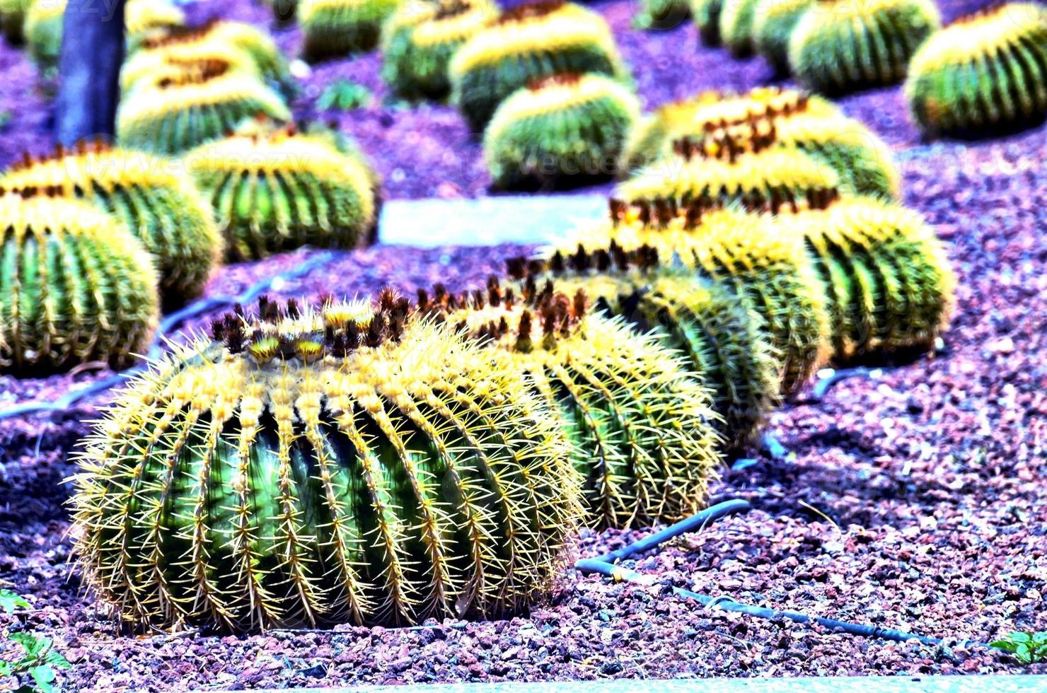 Background with cacti photo