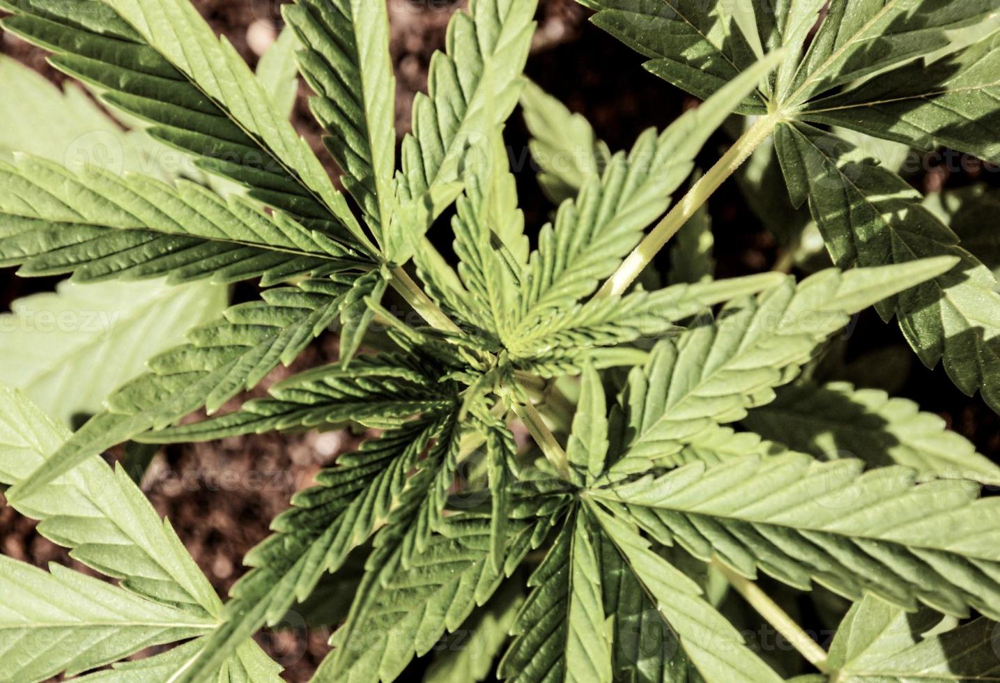 Marijuana leaves on a plate photo