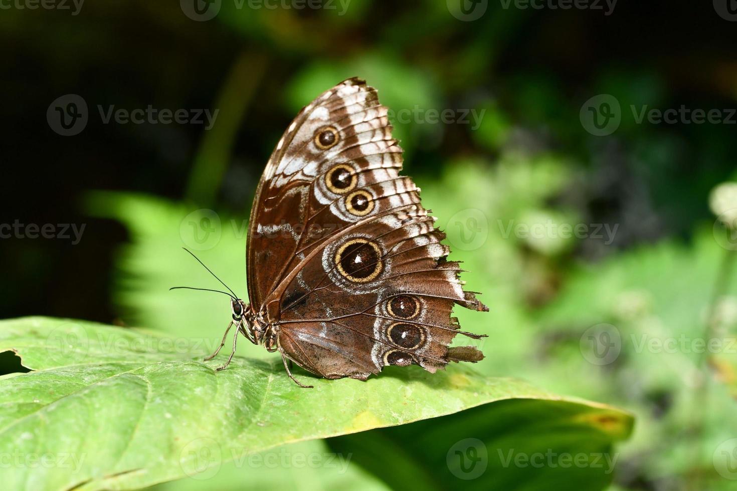 Background with butterfly photo