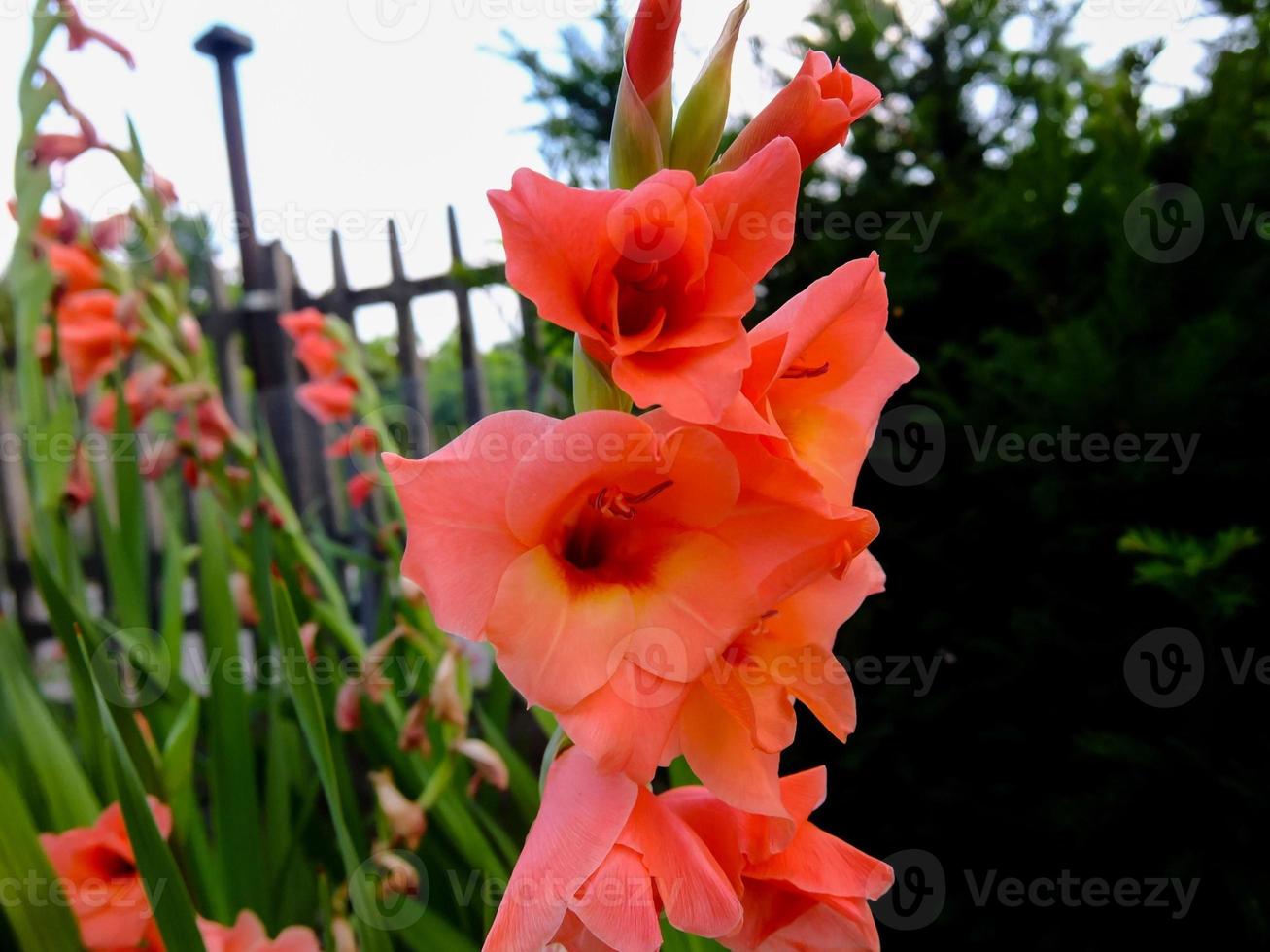 Background with flowers photo