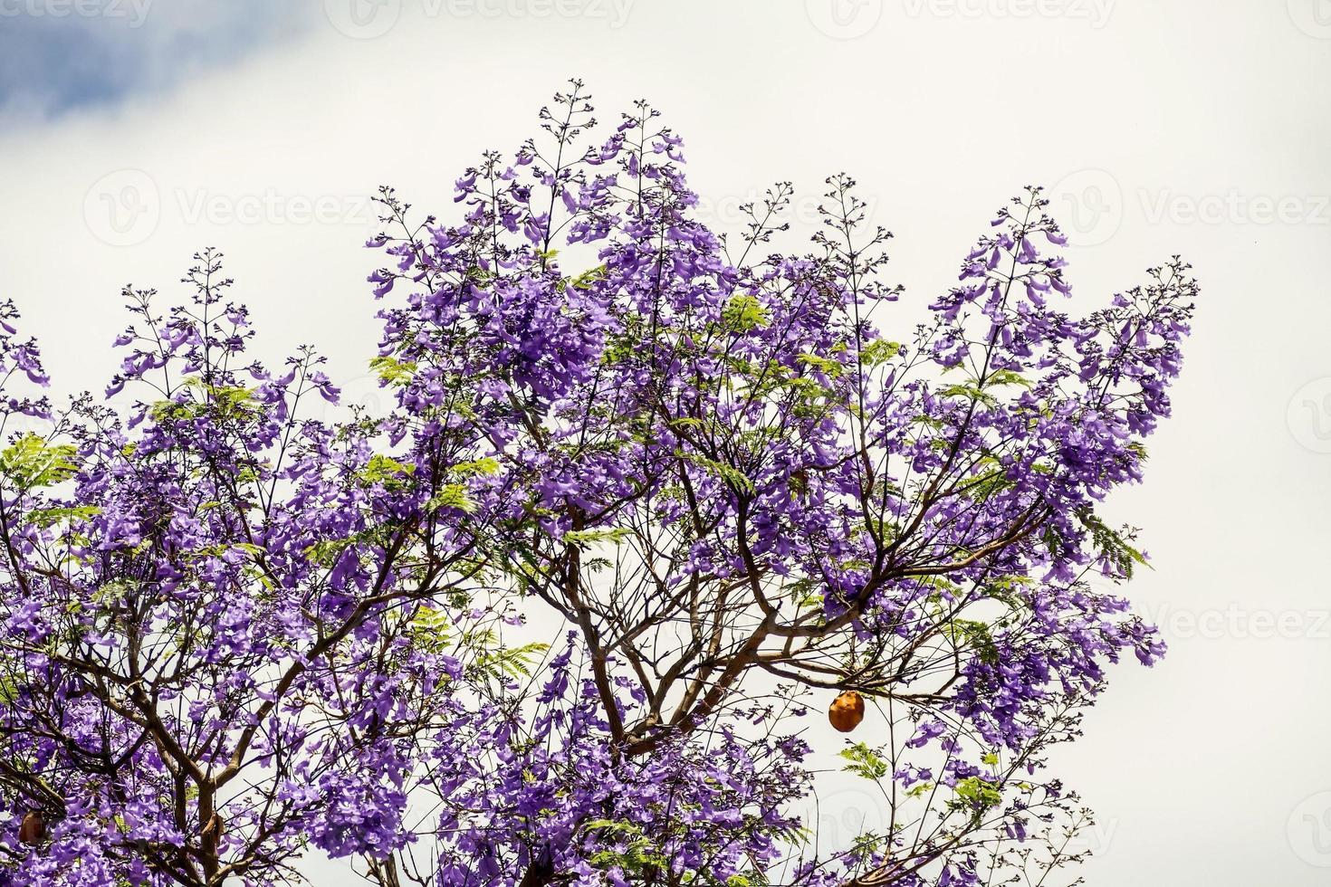 Background with flowers photo