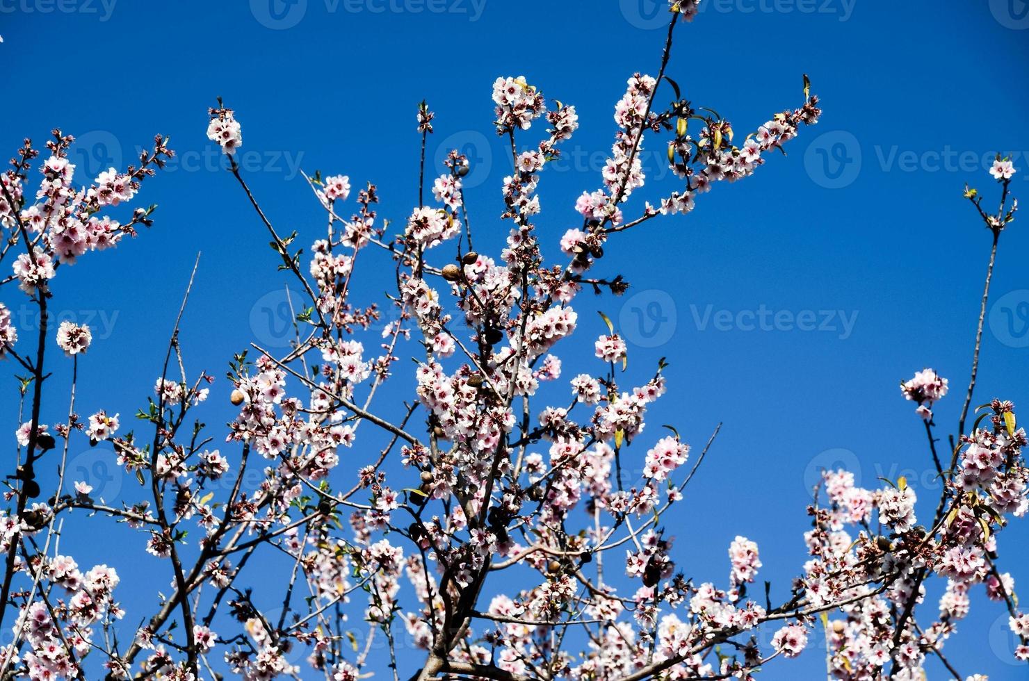 Background with flowers photo