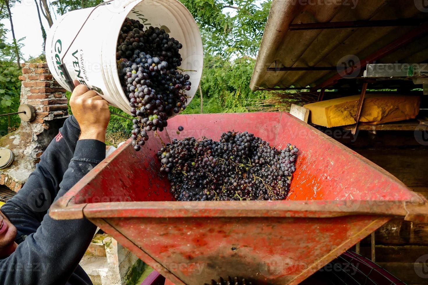 A grape crop photo