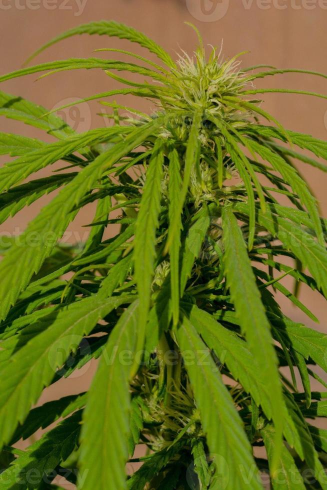 A marijuana plant photo