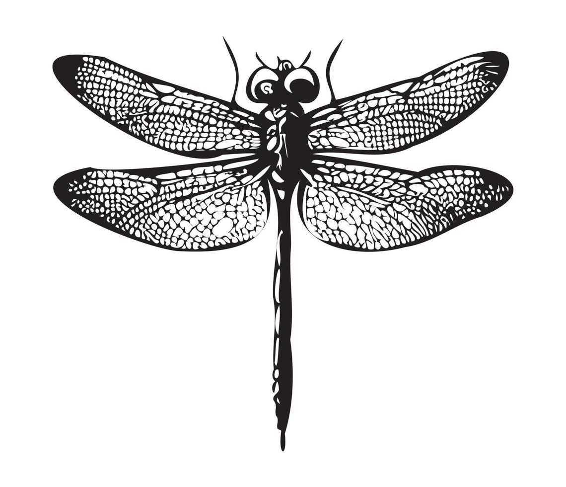 Dragonfly hand drawing vintage engraving illustration vector