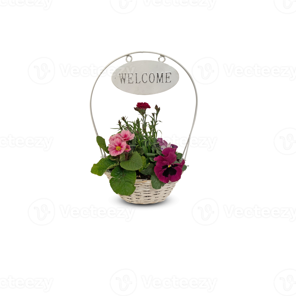 Beautiful summer flowers in a pots with cut out isolated on background transparent png