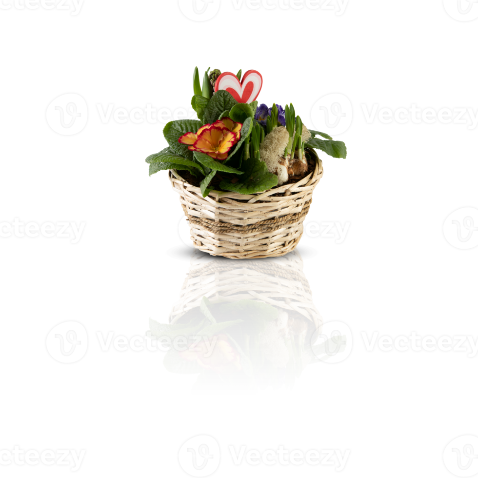 Beautiful summer flowers in a pot with cut out isolated on background transparent png