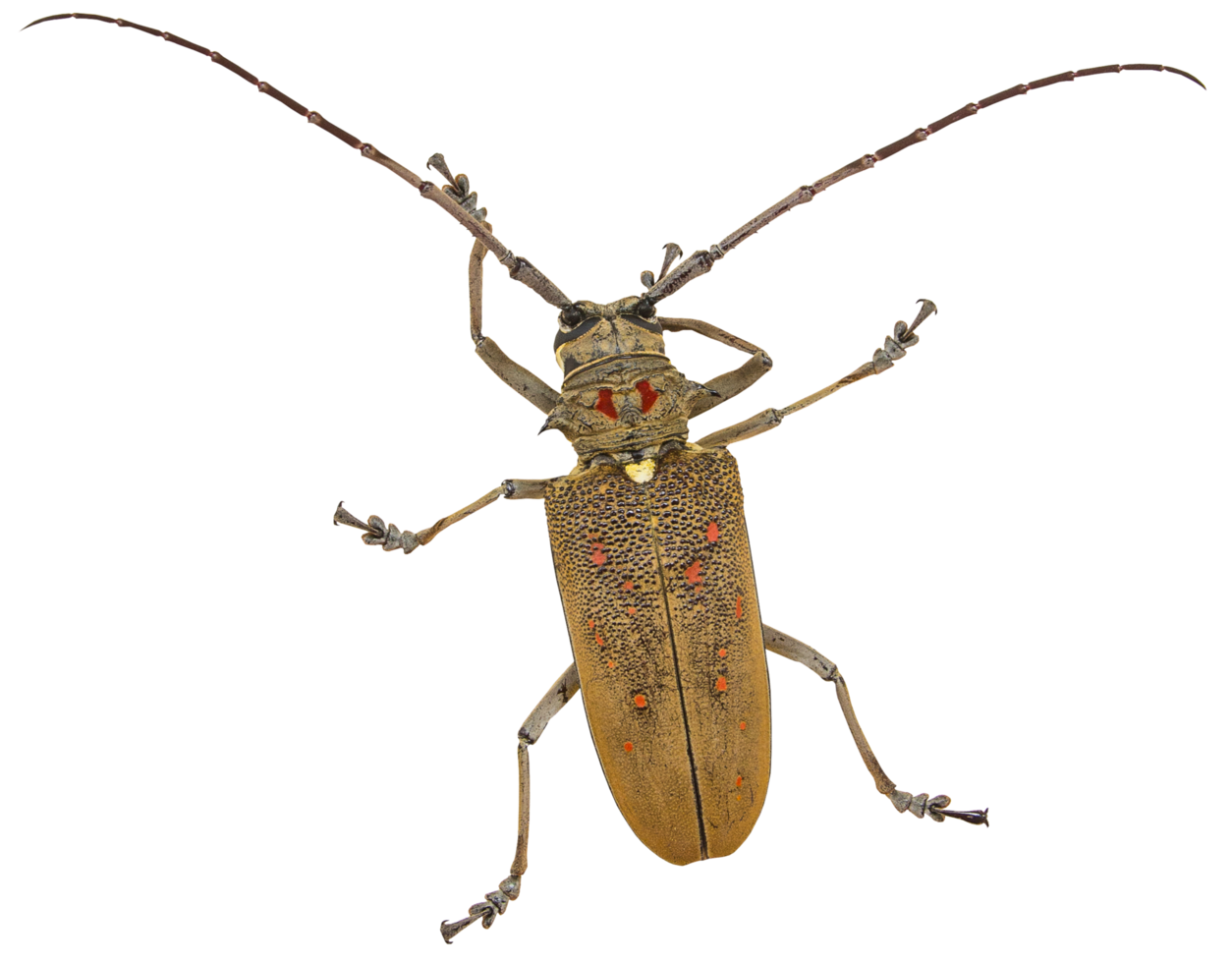 Weaver beetle insect png