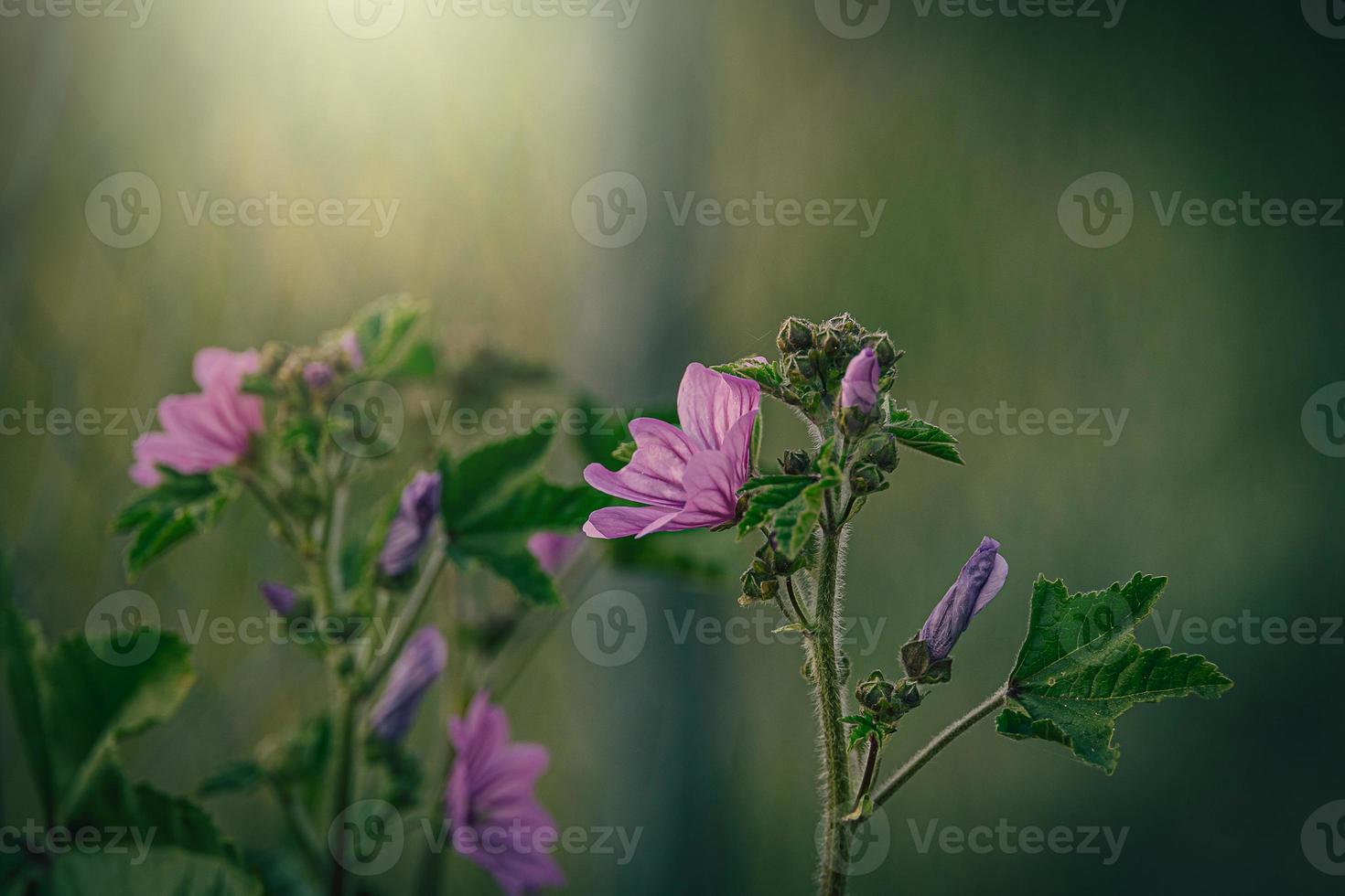 wild purple wild mallow flower on green meadow on spring day in close-up photo