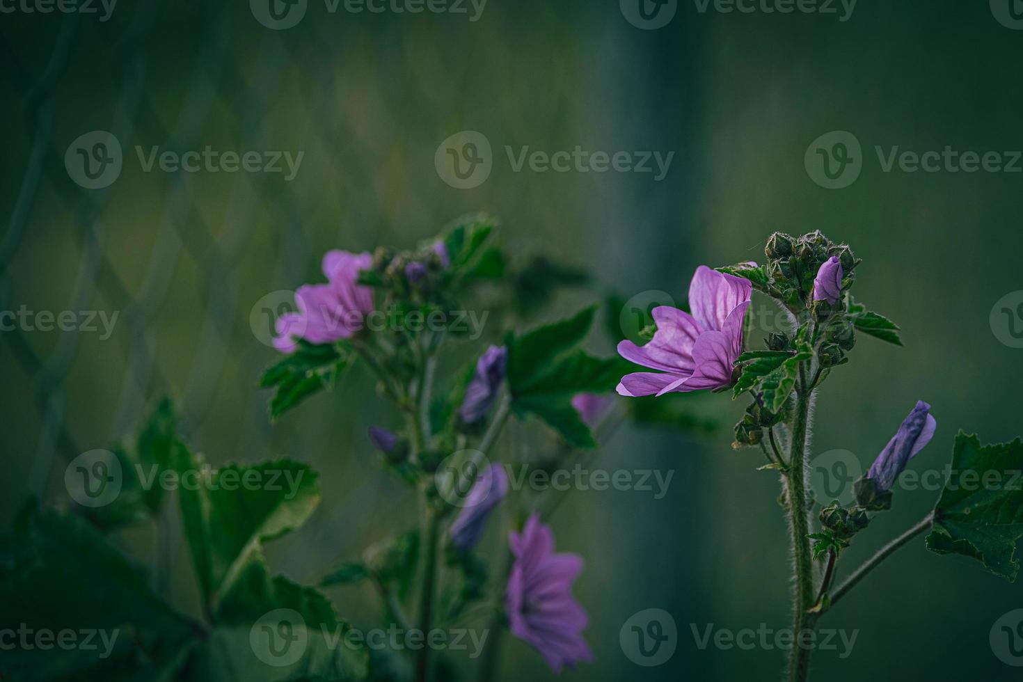 wild purple wild mallow flower on green meadow on spring day in close-up photo