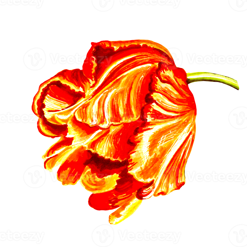 Red tulip flower. png