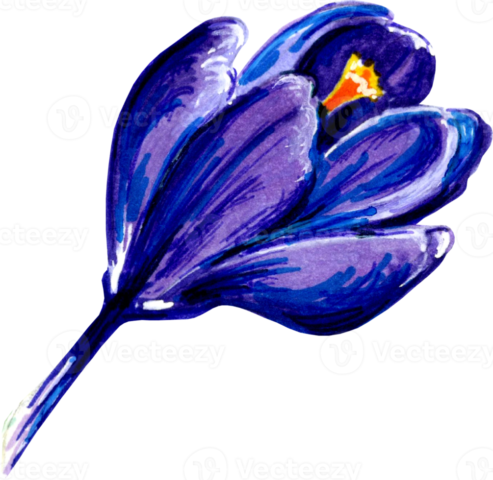 Blue crocus flower. png