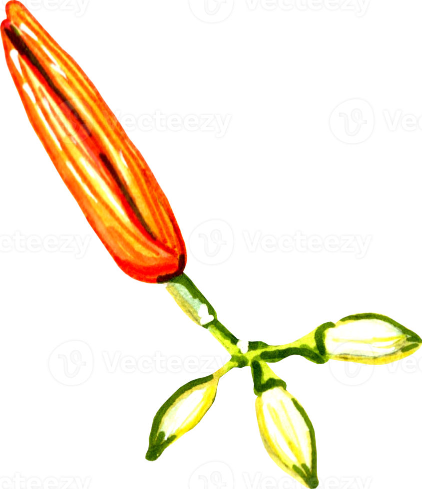 Orange lilies buds isolated. png
