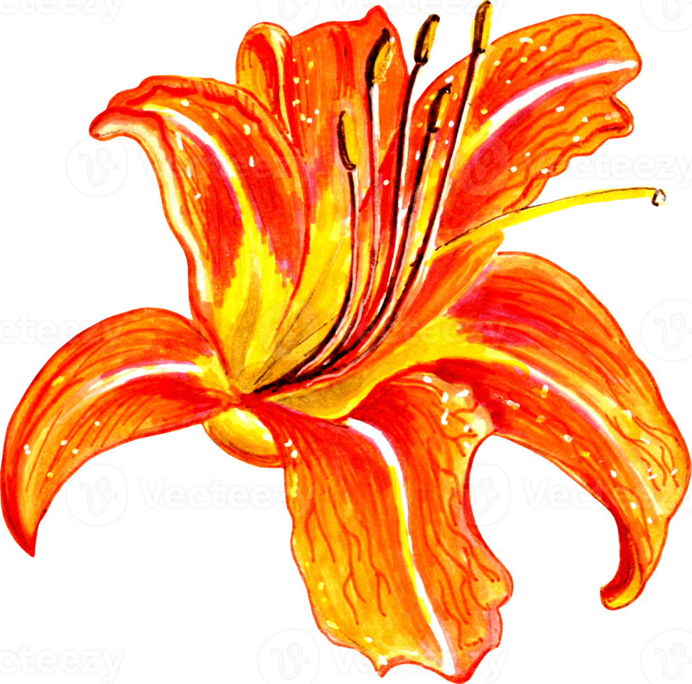 Orange fleurs de lys fleur . png