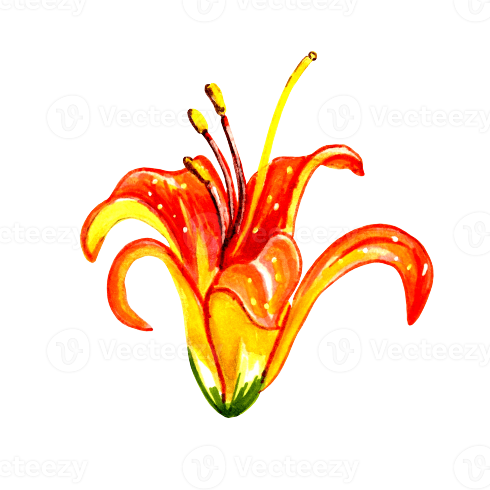 Orange lilies flower isolated. png