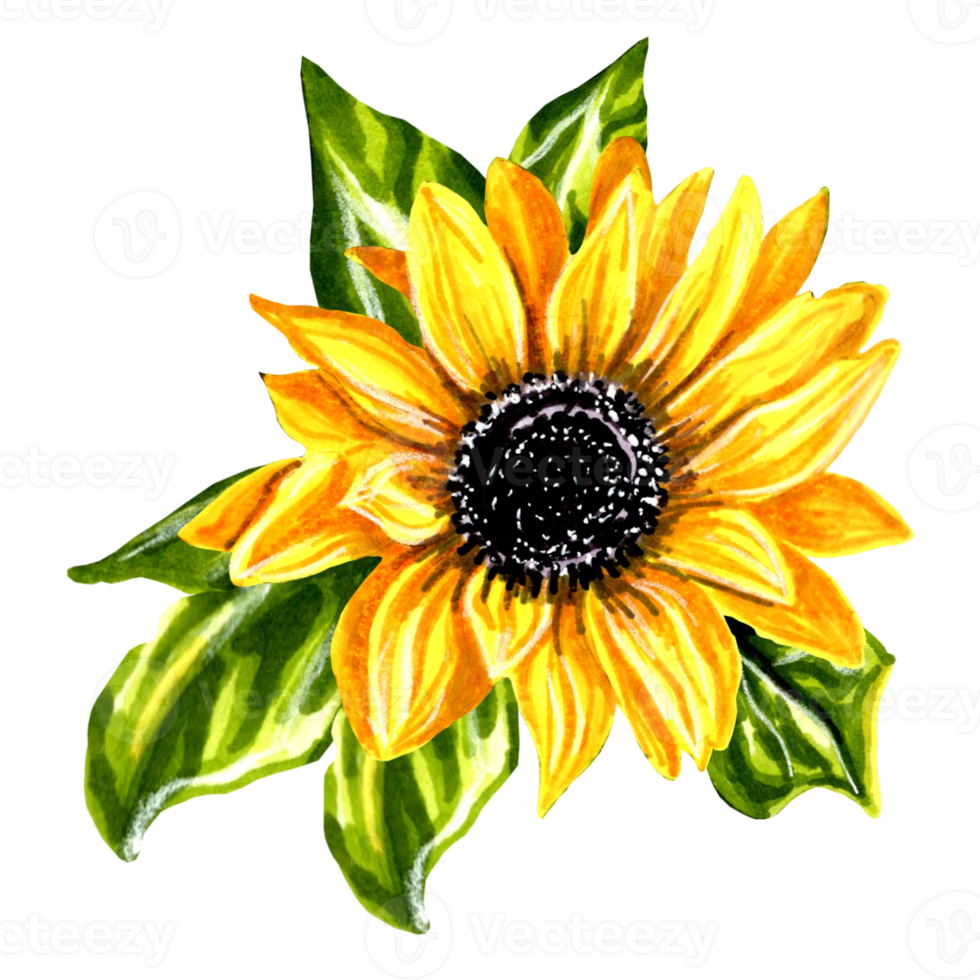 Sunflower with green leaves. png