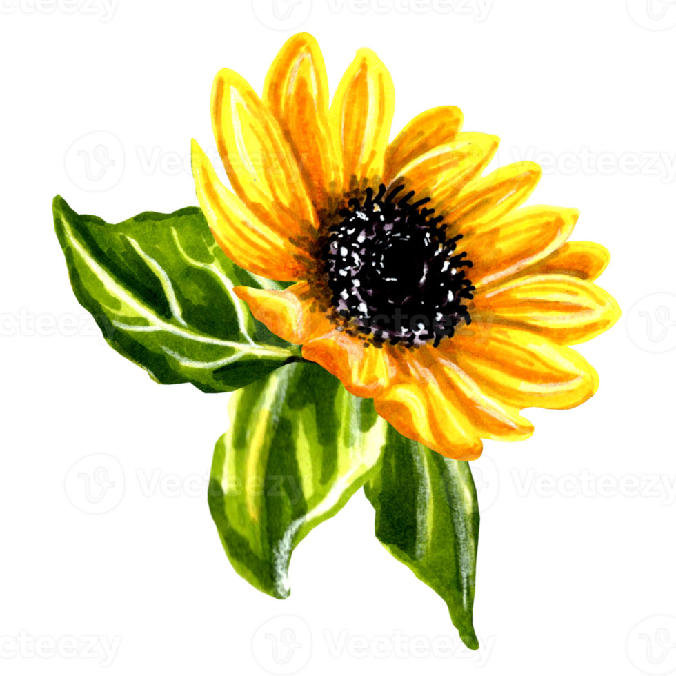 girasol con Tres verde hojas. png