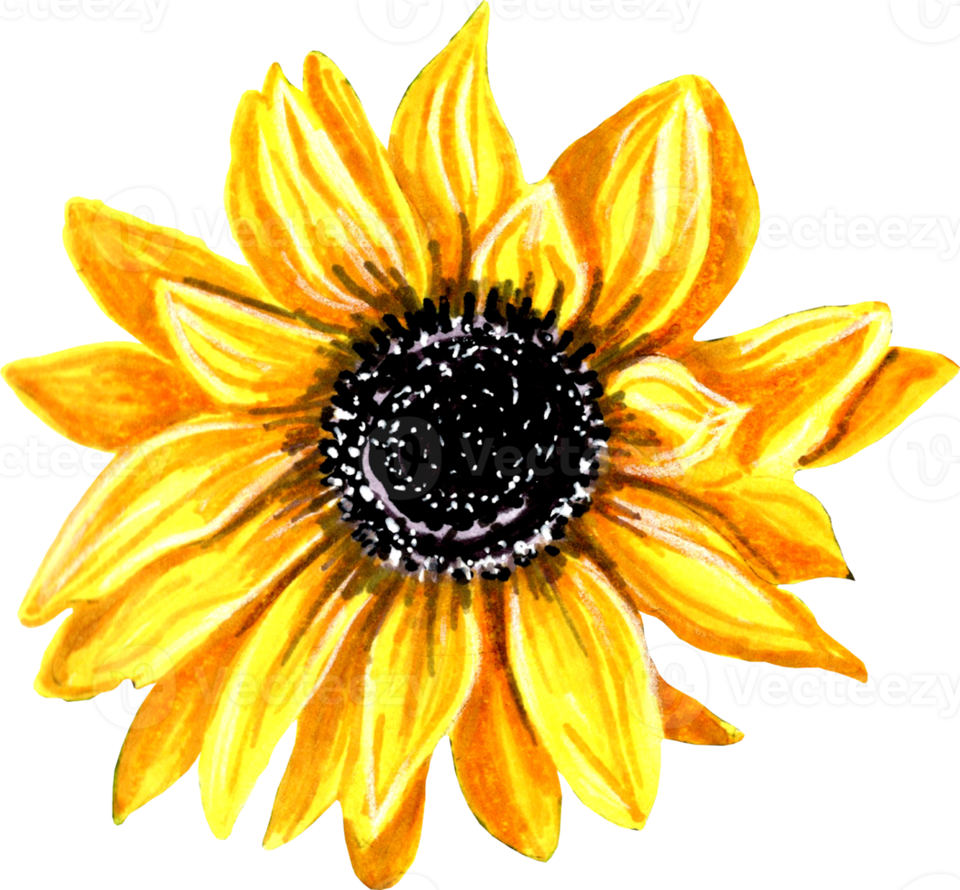 Yellow sunflower flower. png