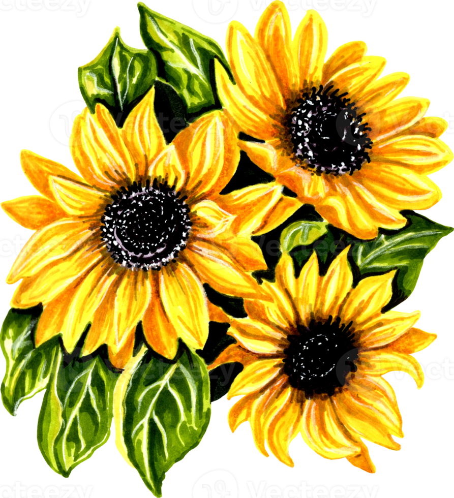 Three sunflowers with leaves. png