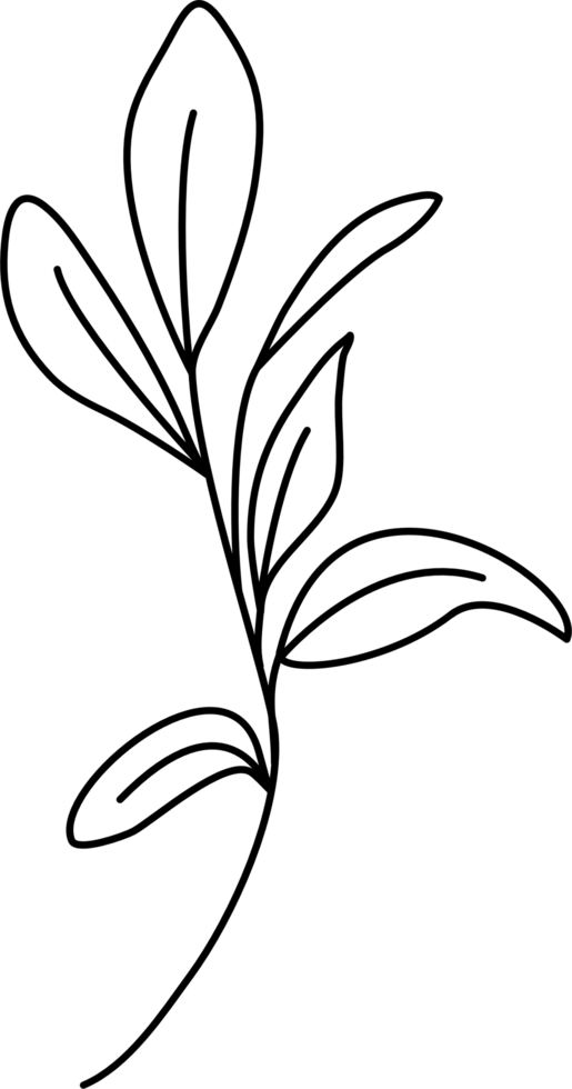 Hand draw minimal Botanic png