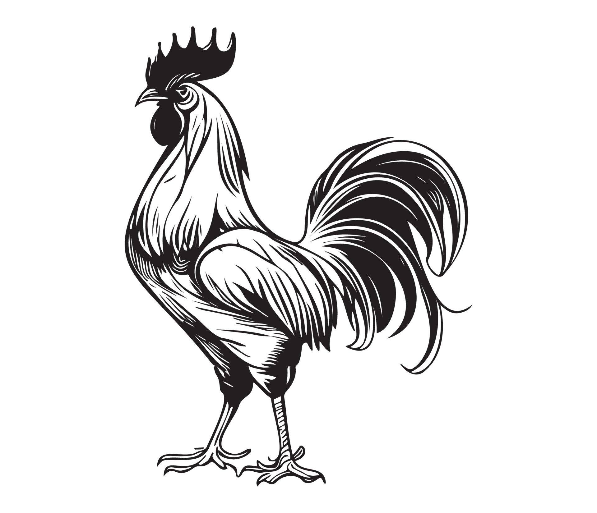 Chicken cock Rooster, Chickens roosters, Farm Animal illustration