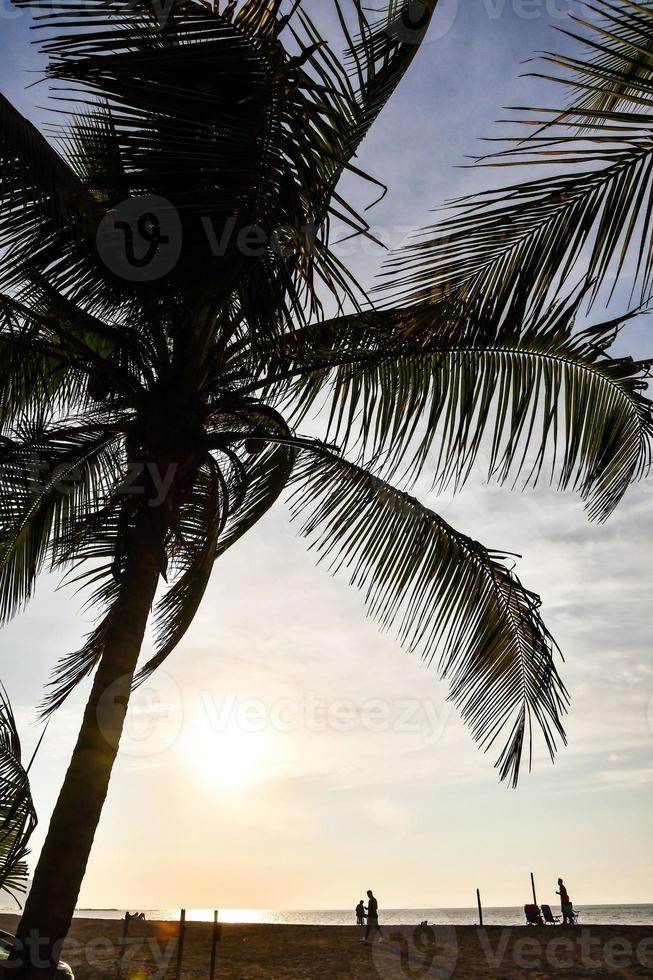 Background with palm tree photo