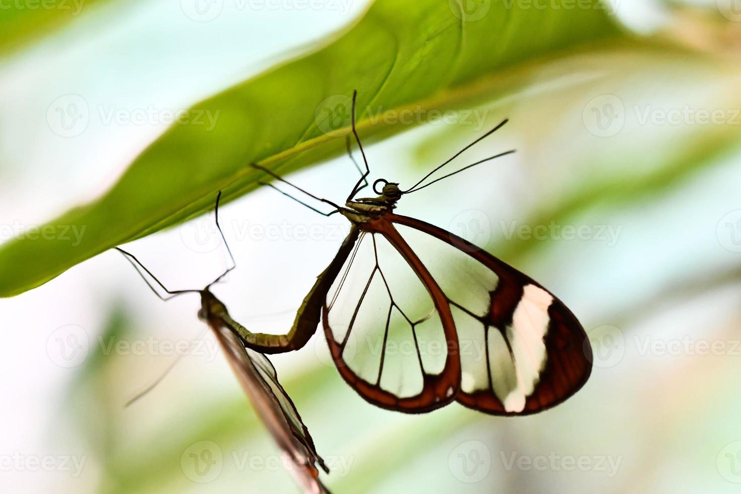 Butterflies close up photo