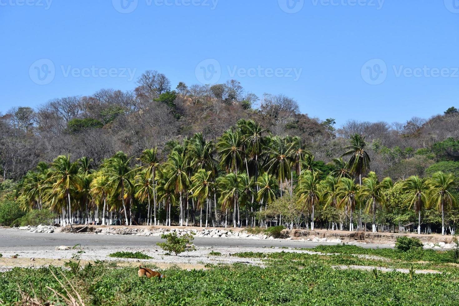 Tropical palm trees photo