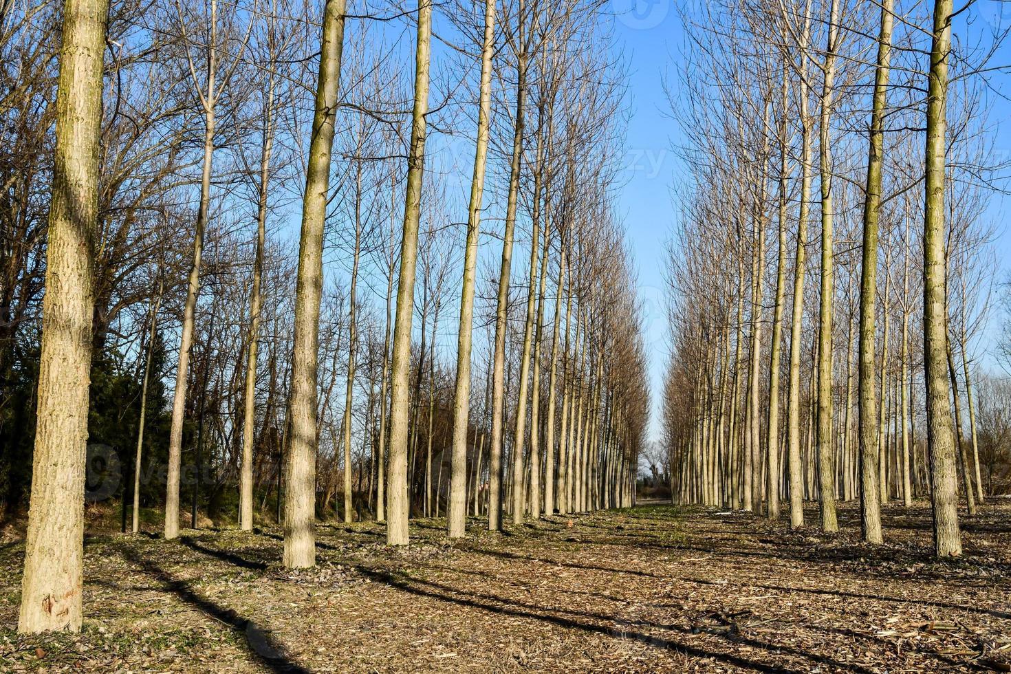 Trees in the forest photo