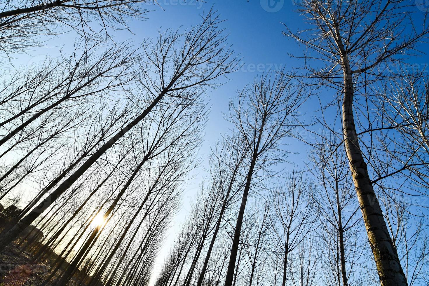 Trees in the forest photo
