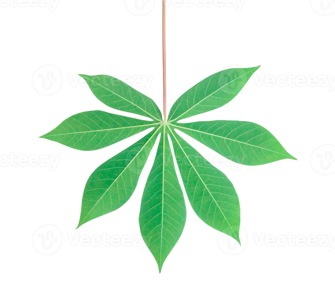 superiore Visualizza foto di indietro lato di singolo manioca foglia isolato con ritaglio sentiero nel png formato