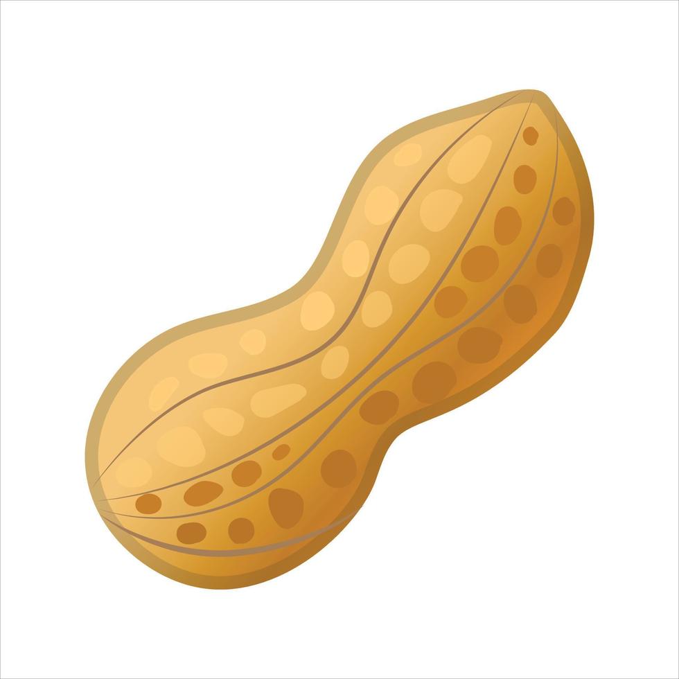 Peanut Illustration Vector