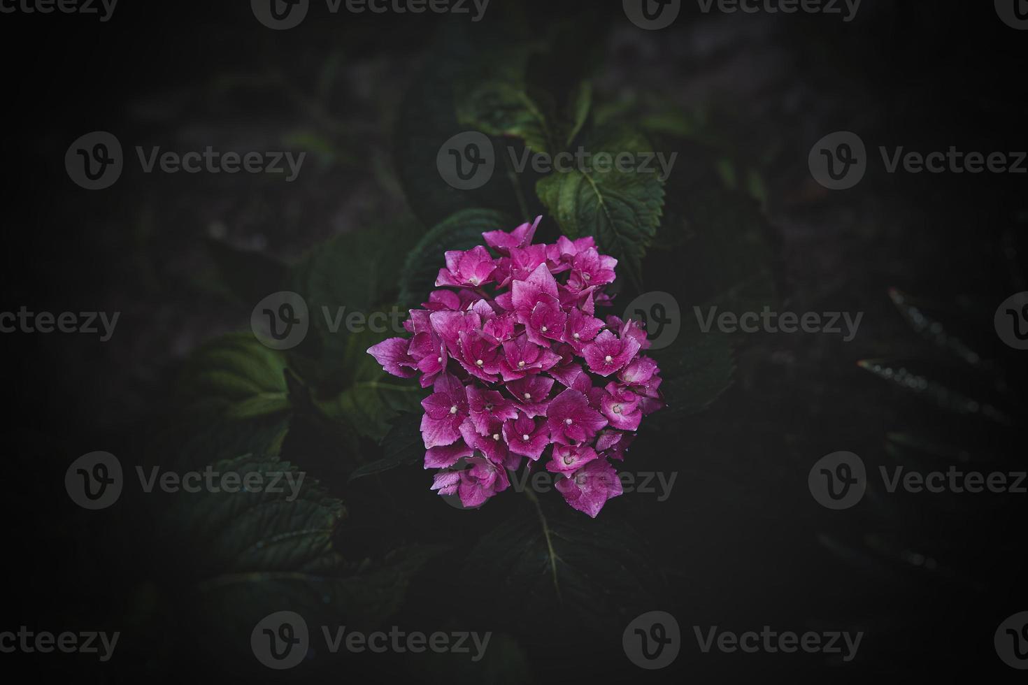 pink hydrangea flower in the garden on a background of green leaves close-up photo