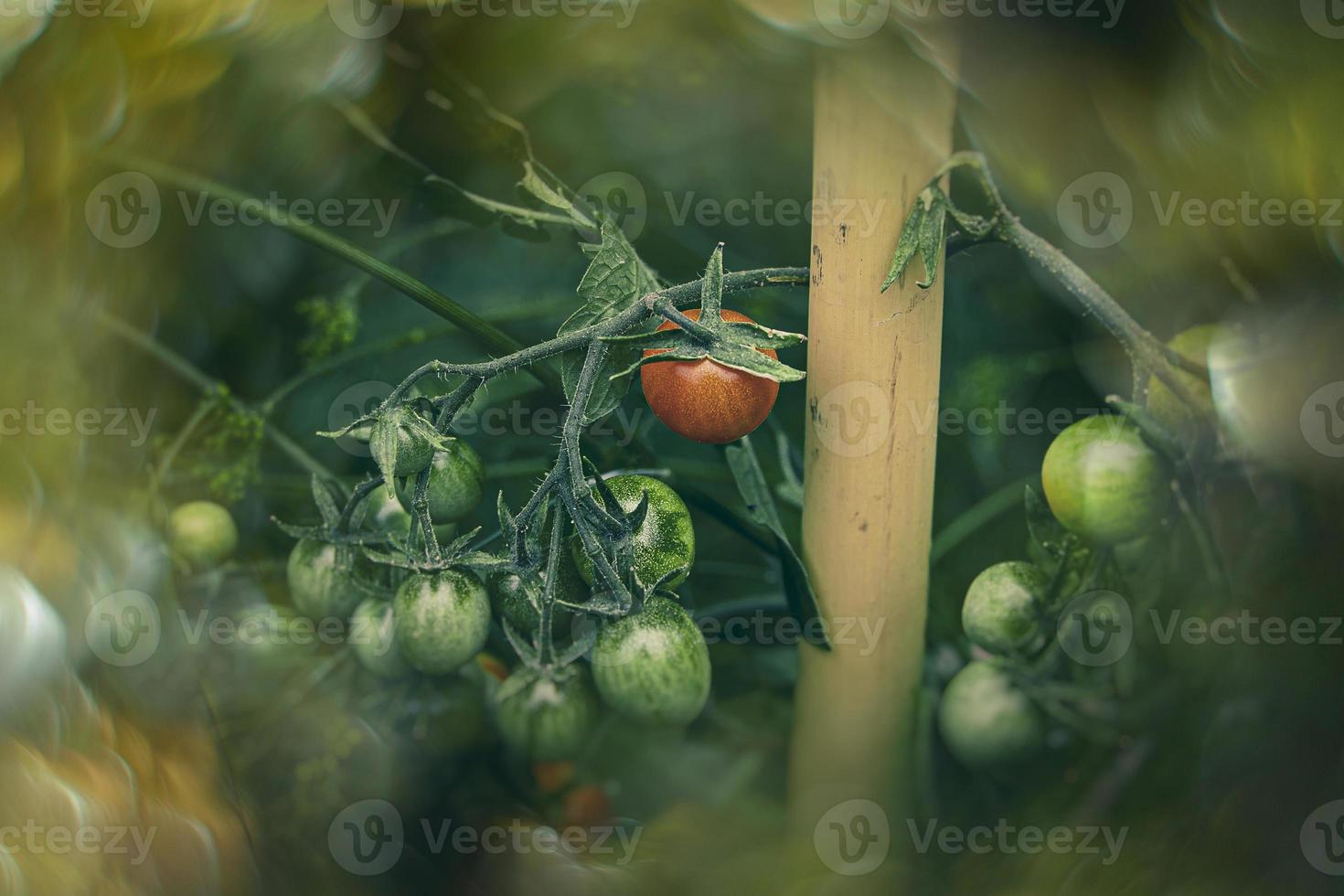 small green and red organic cherry tomatoes on a bush in the garden photo