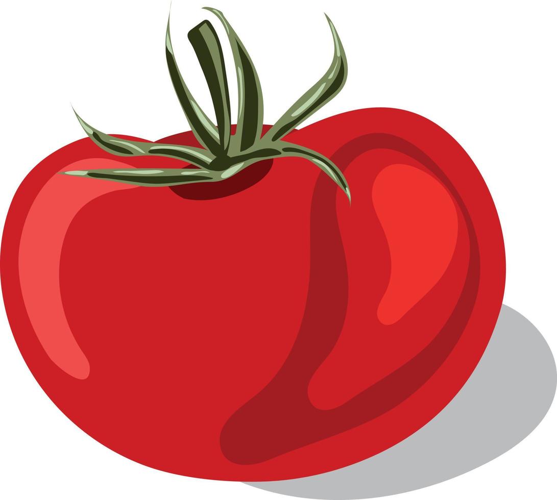 Red tomato on a white background. Vector image. Illustration.