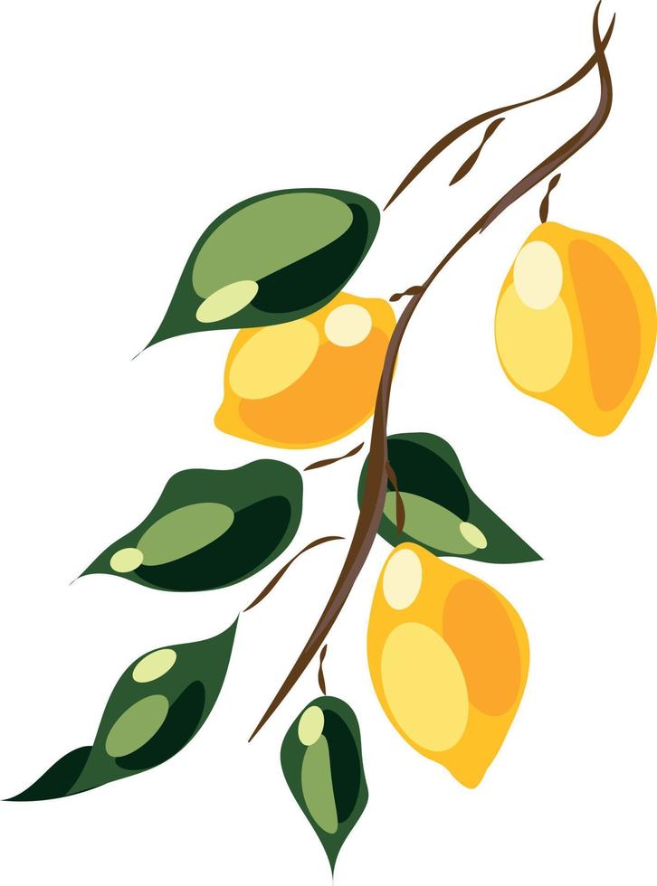 Vector image of a branch with lemons and leaves. Three lemons.