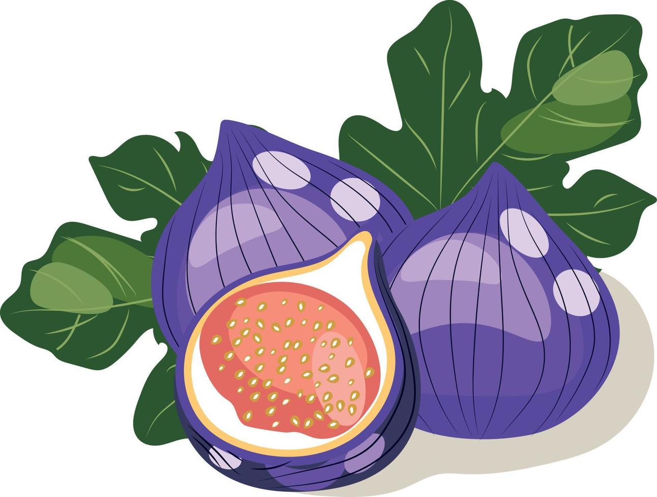 Figs with leaves. Vector image