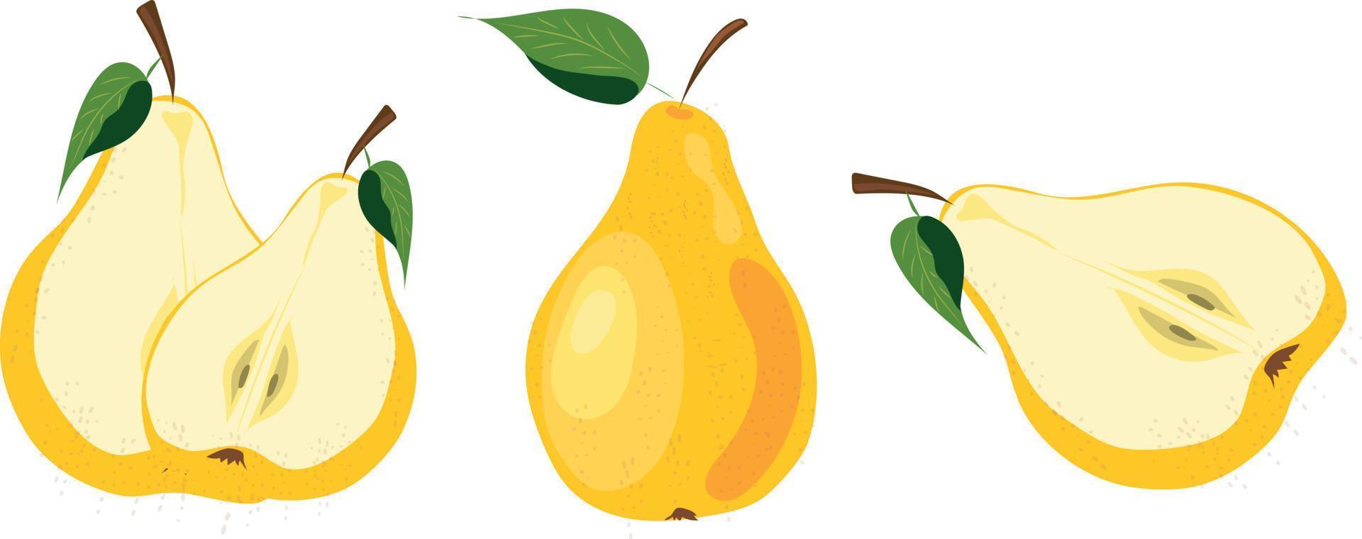 set of vector illustrations of pears. Pears cut and whole. Yellow pears.