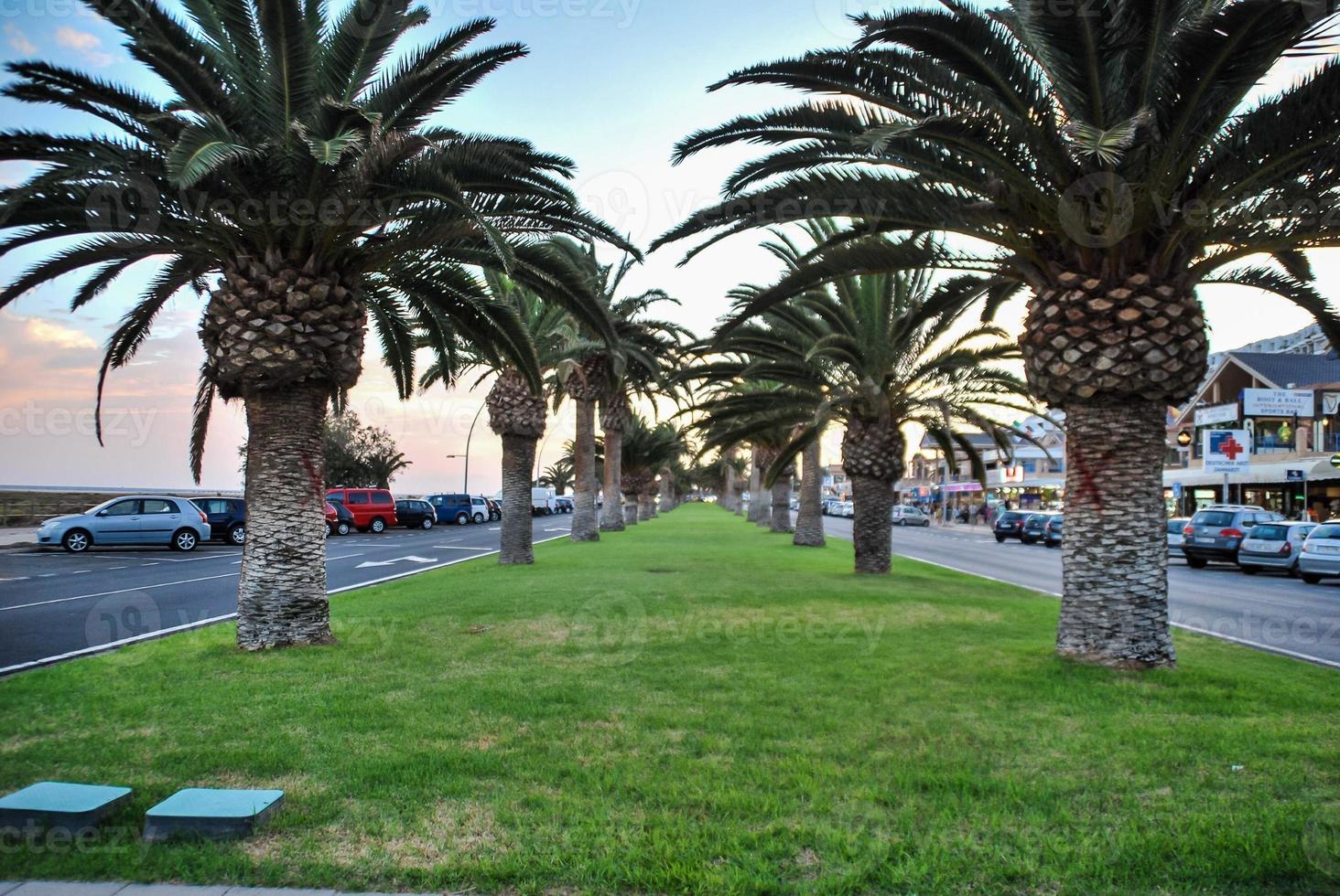 Tropical palm trees photo