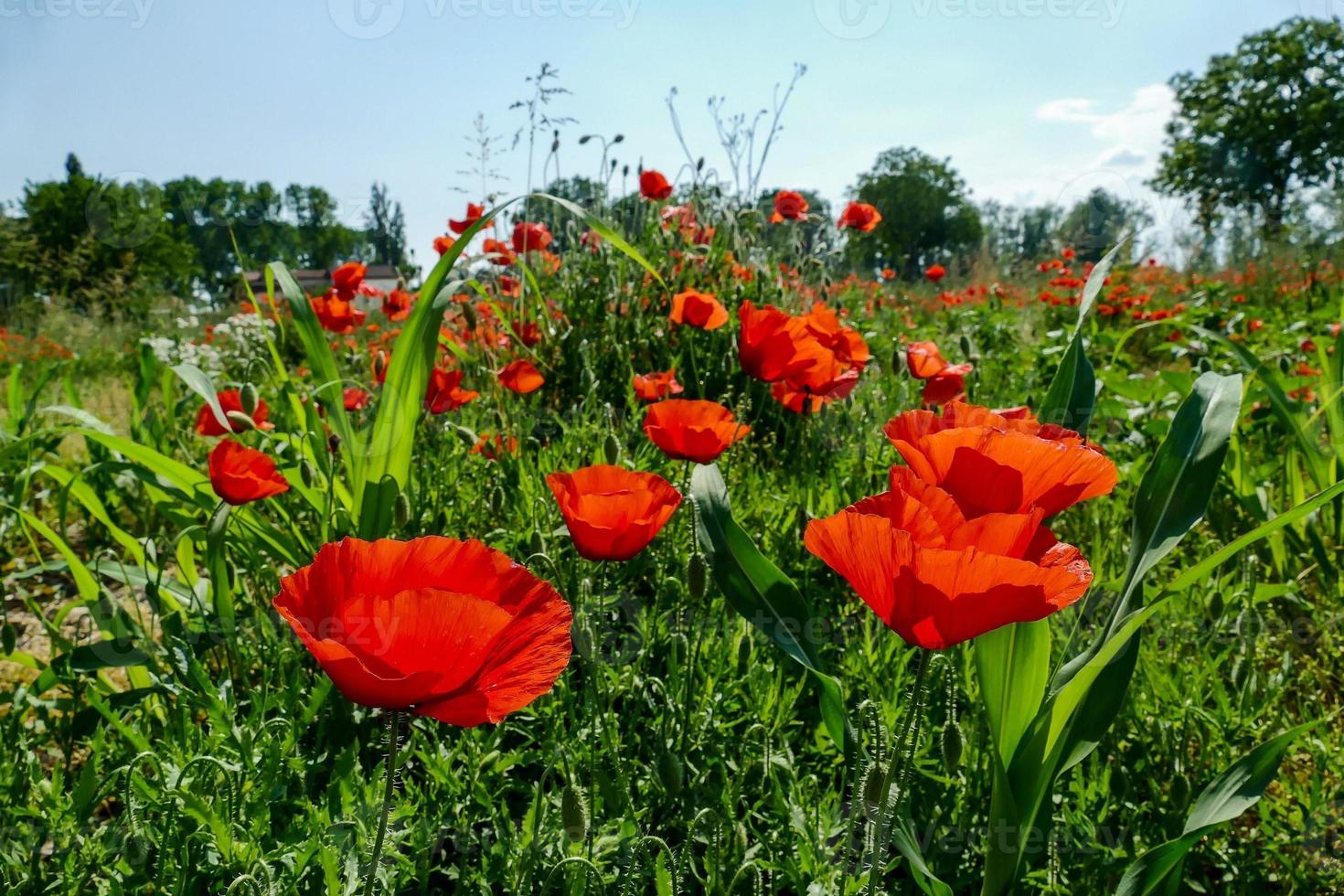 Background with flowers photo