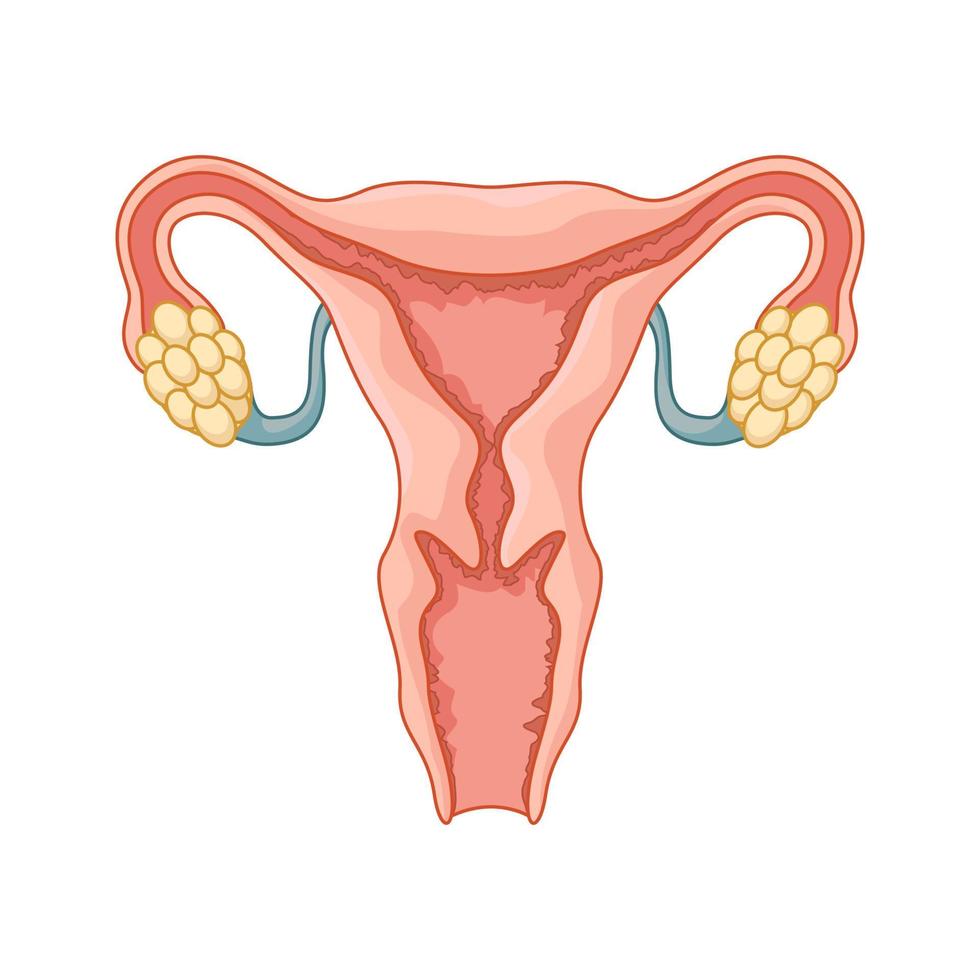 Female reproductive system, Vector Illustration