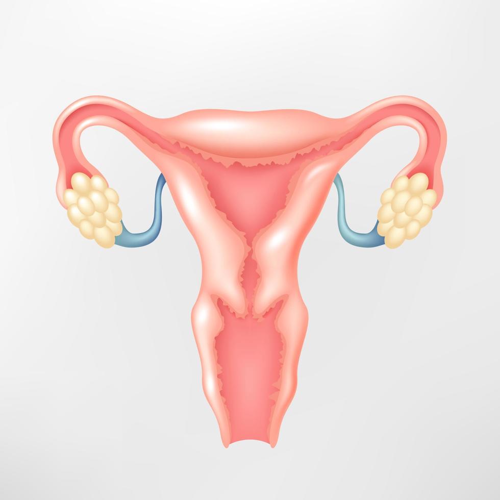 Female reproductive system, Vector Illustration