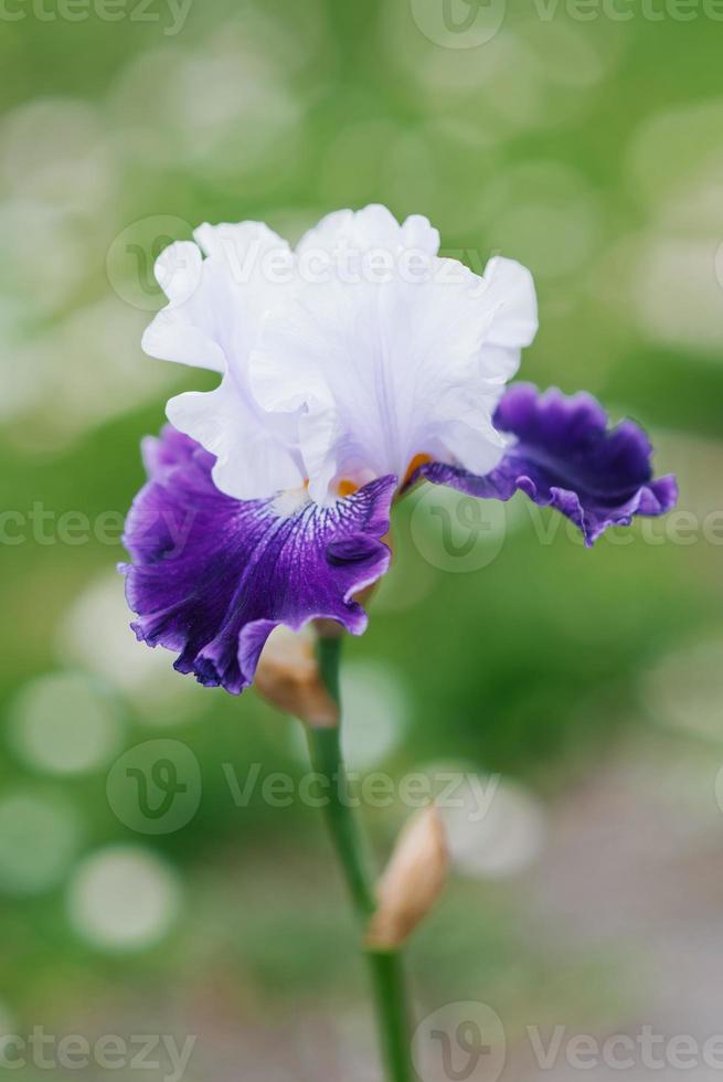 un hermosa flor de lila y púrpura iris barbado en verano en el jardín foto