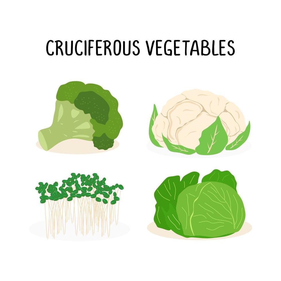 Cruciferous vegetables vector flat illustration set
