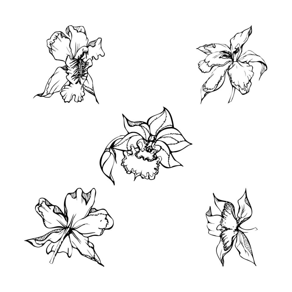 Hand drawn vector ink orchid flowers and branches, monochrome, detailed outline. Single flowers, leaves, stems. Isolated on white background. Design for wall art, wedding, print, tattoo, cover, card.