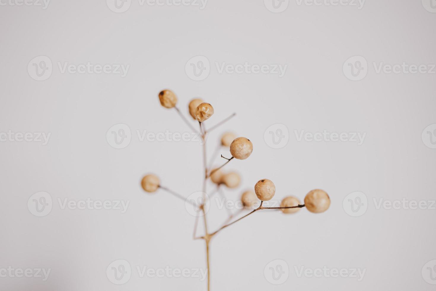 original exotic autumn tree seeds on a light background photo