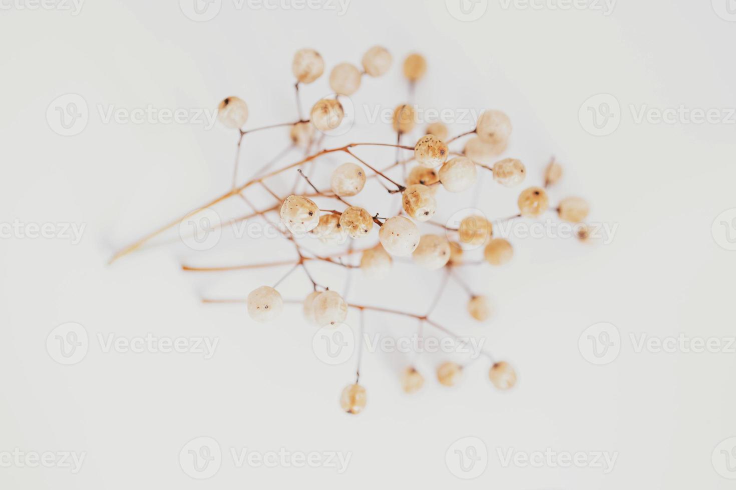 original exotic autumn tree seeds on a light background photo