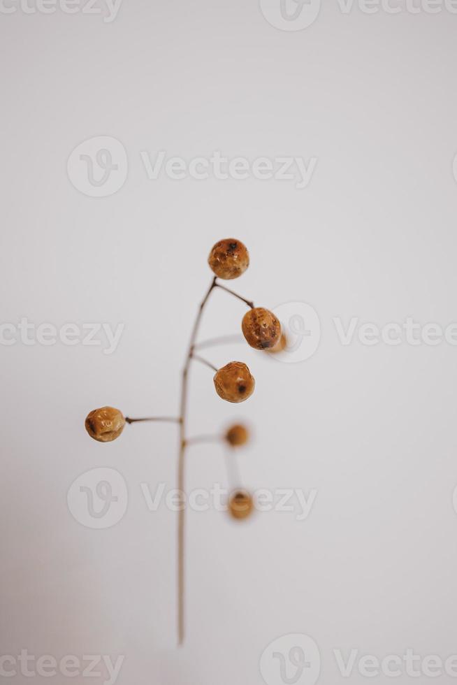 original exotic autumn tree seeds on a light background photo